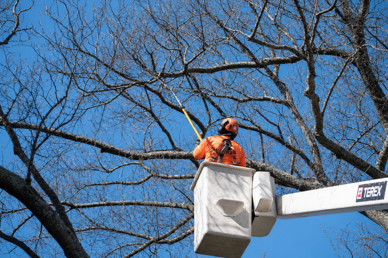 Tree trimming in Brawley, CA
